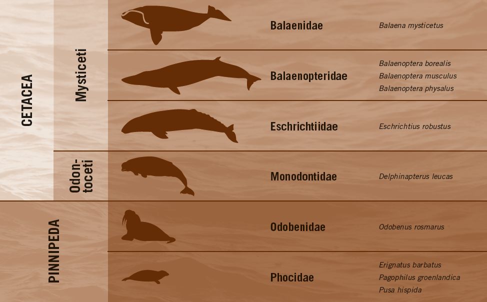 Selectie van de aangetroffen marine zoogdieren.