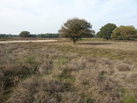 Eerste Larense Kamp.