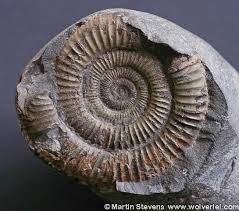 Beeld bij Geologisch Museum Hofland.