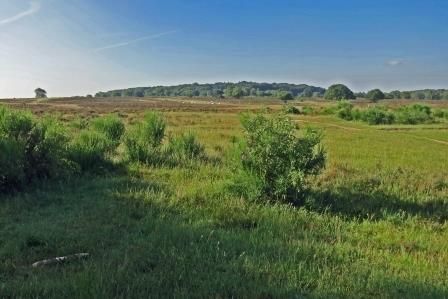 Grafheuvels op de Westerheide.