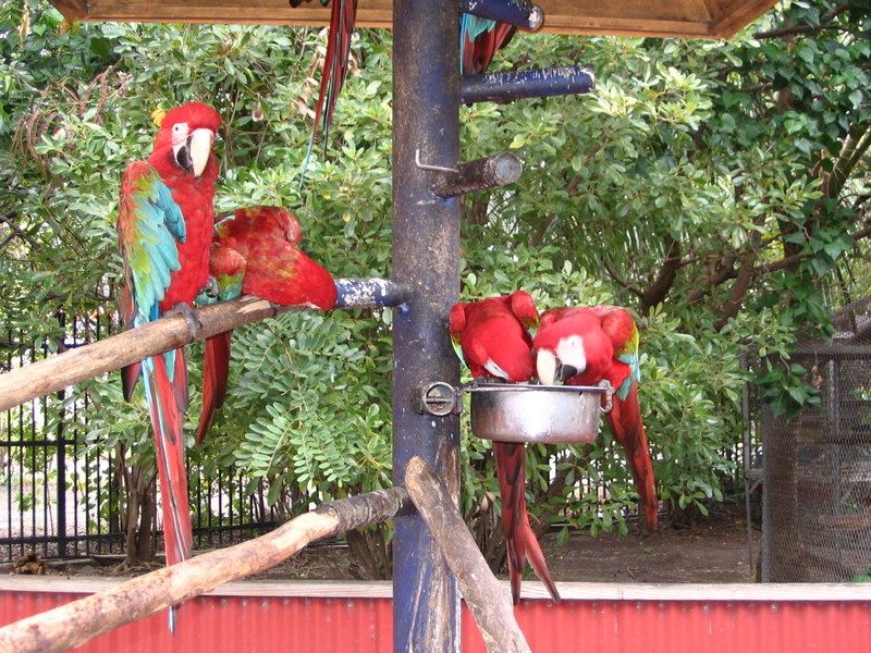 De kleine dierentuin