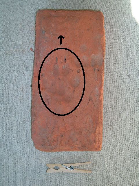 Baksteen met hondenpoot.