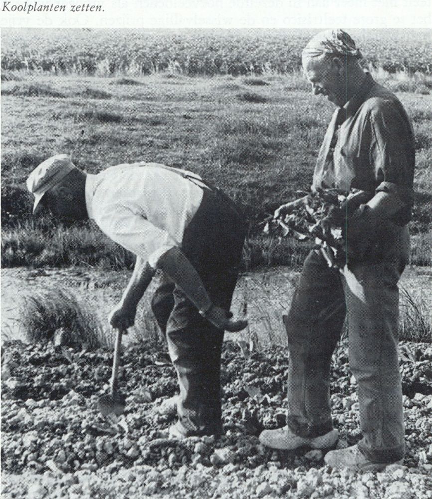 Koolplanten zetten