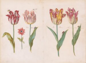 De tulp: bewogen verleden van een bijzondere bloem