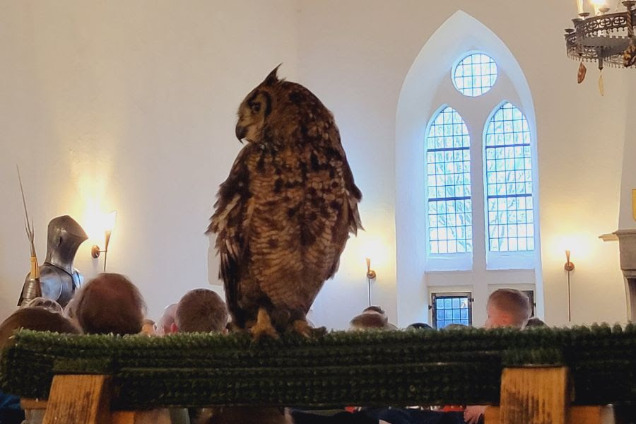Uilenworkshop op Kasteel Radboud