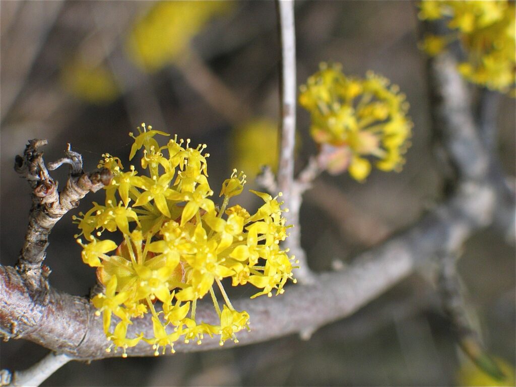 Rondleiding: Van knop tot kruin in Hortus Alkmaar