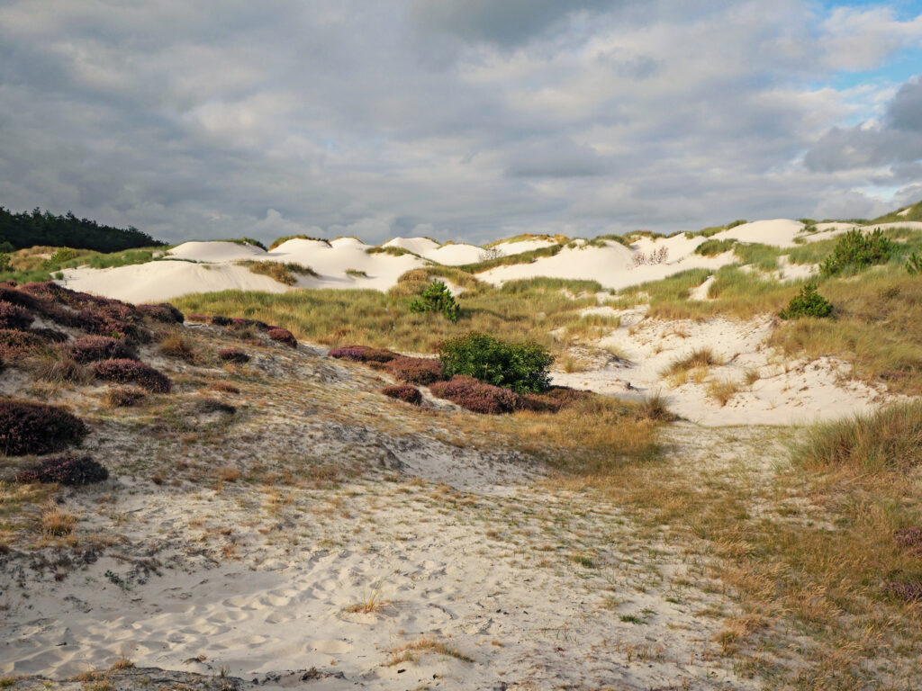 Lezing: Het ontstaan van de Schoorlse Duinen