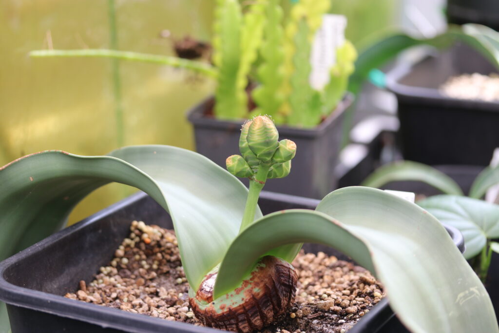 Bizarre plant tentoongesteld in de Hortus Amsterdam