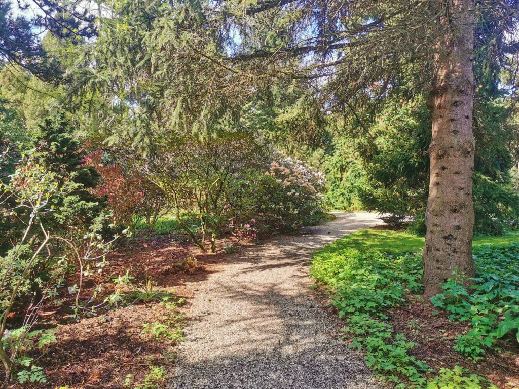 Shinrin Yoku wandeling door Pinetum Blijdenstein