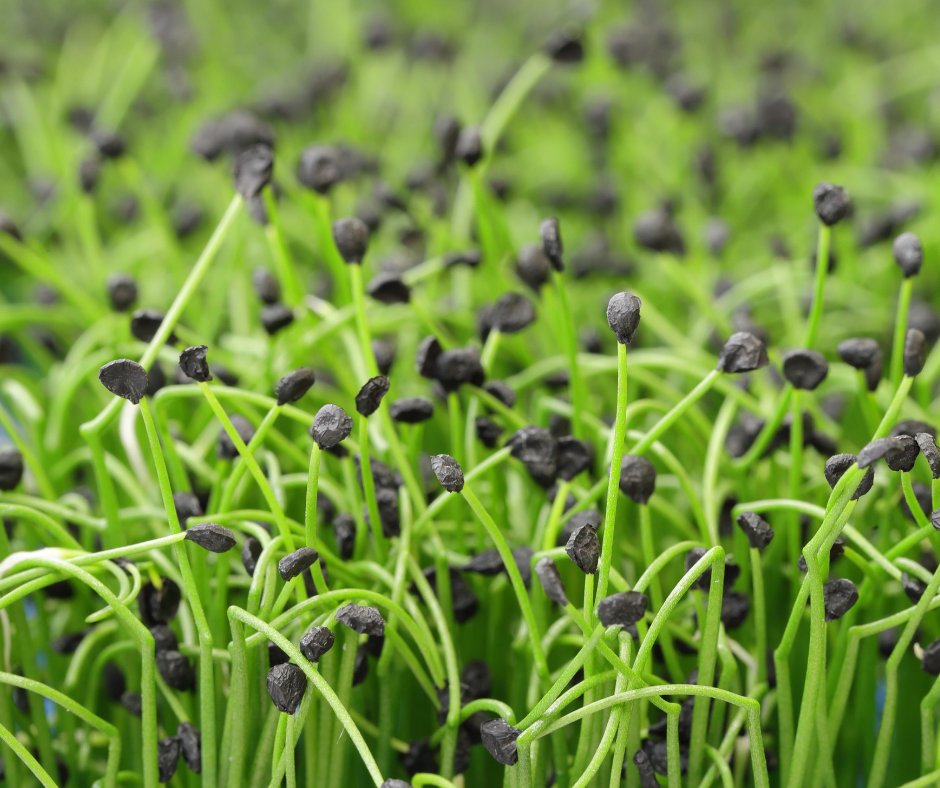 Sow to Grow: Proeverij Cressen