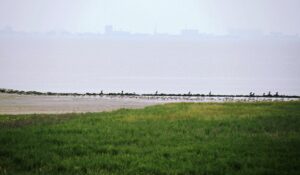 100 jaar Amsteldiepdijk naar Wieringen