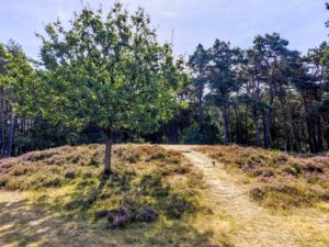 Grafheuvels in het Gooi